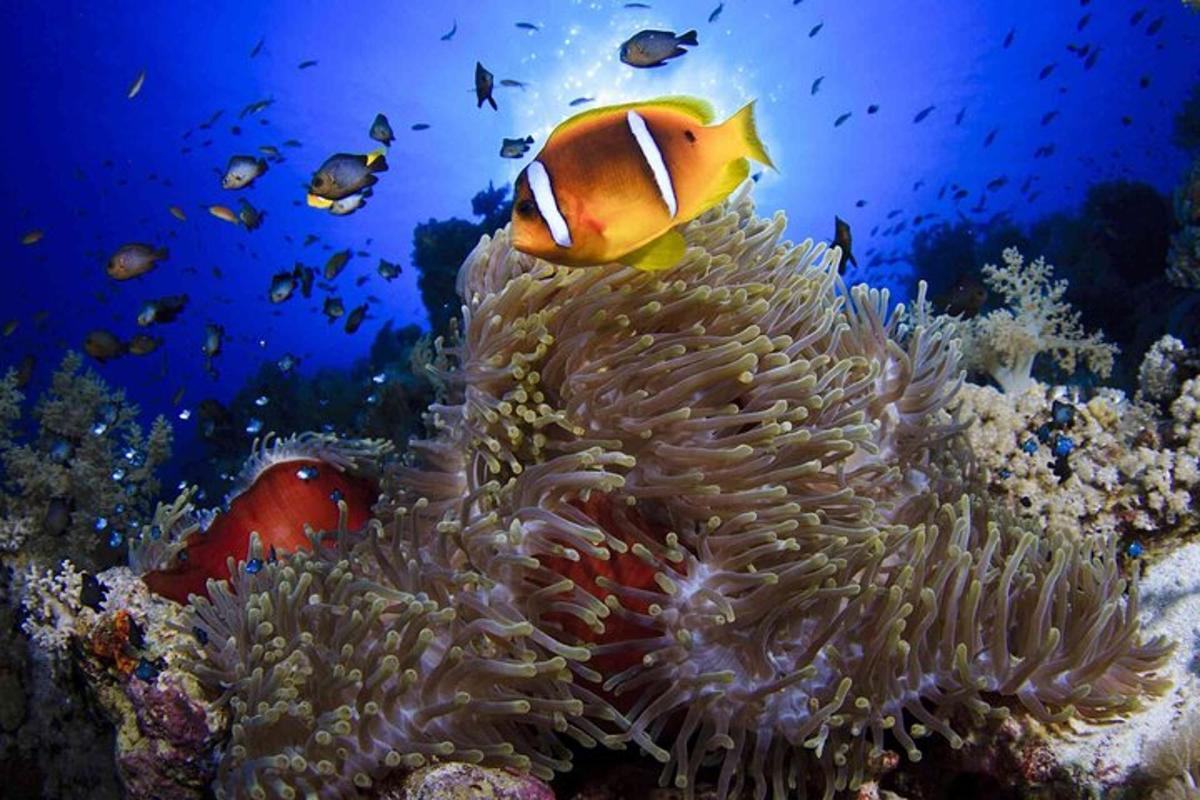 un peix pallasso i una anemone en un escull de corall