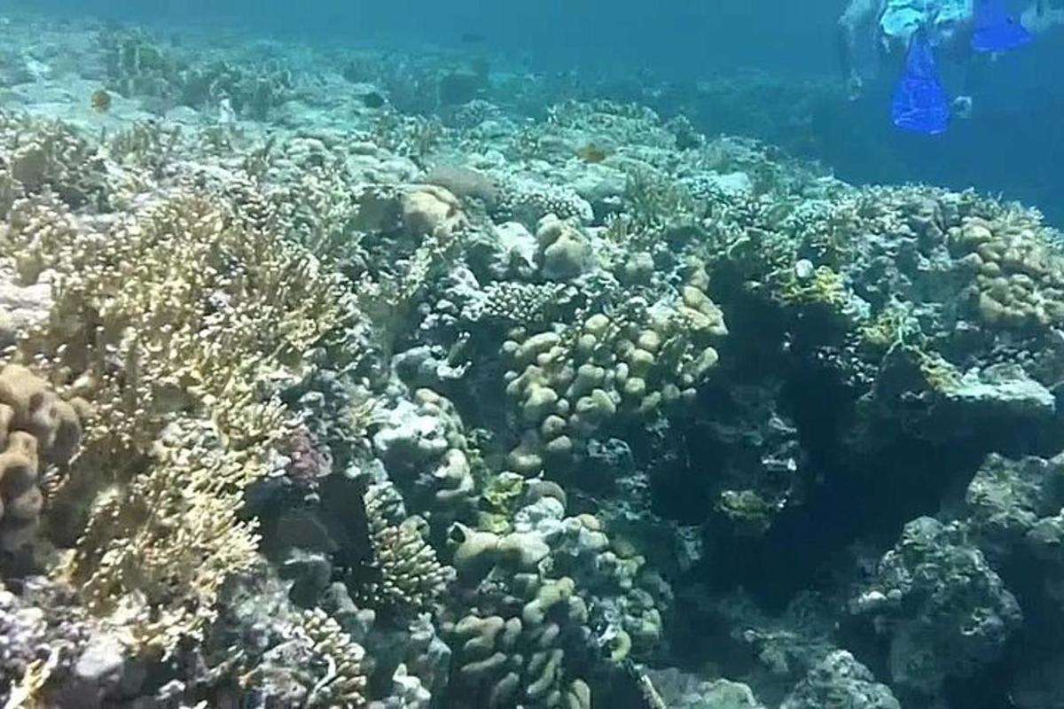 a coral reef in the ocean with