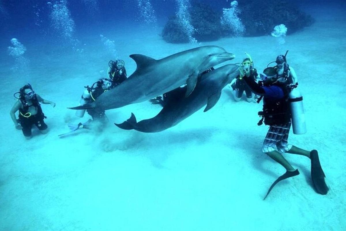 un gruppo di persone in acqua con gli squali