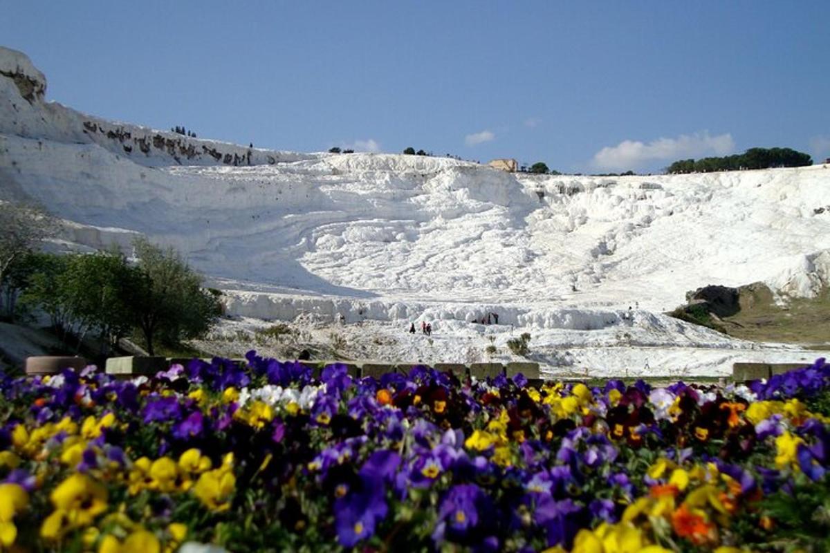 Un campo de flores frente a una colina nevada