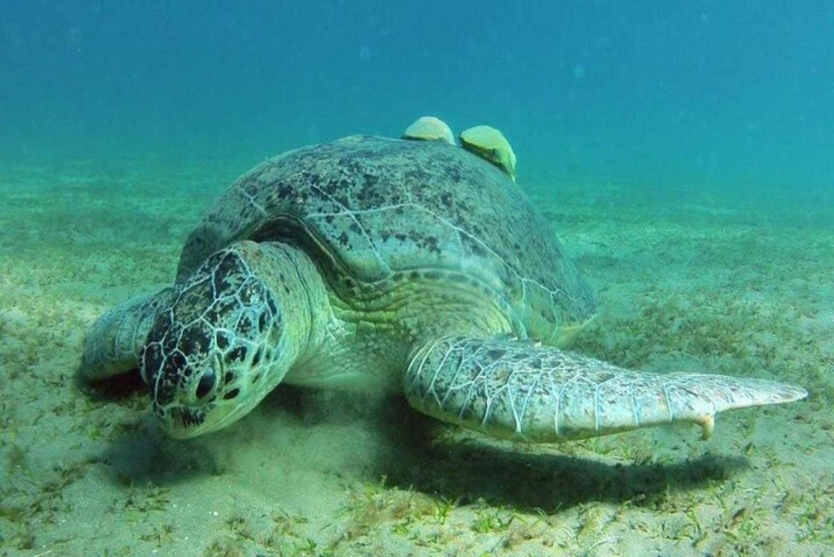 una tortuga verda nedant a l'aigua