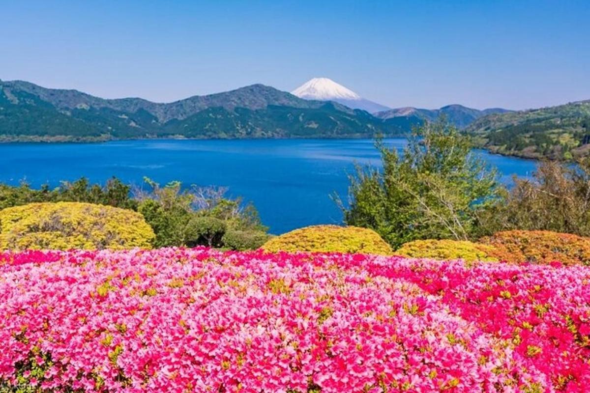 a field of flowers with a lake in the background