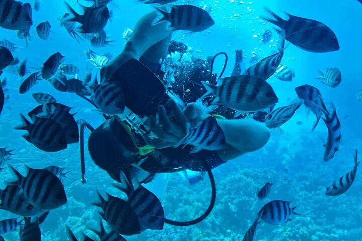 ein Taucher im Meer mit einem Fischschwarm