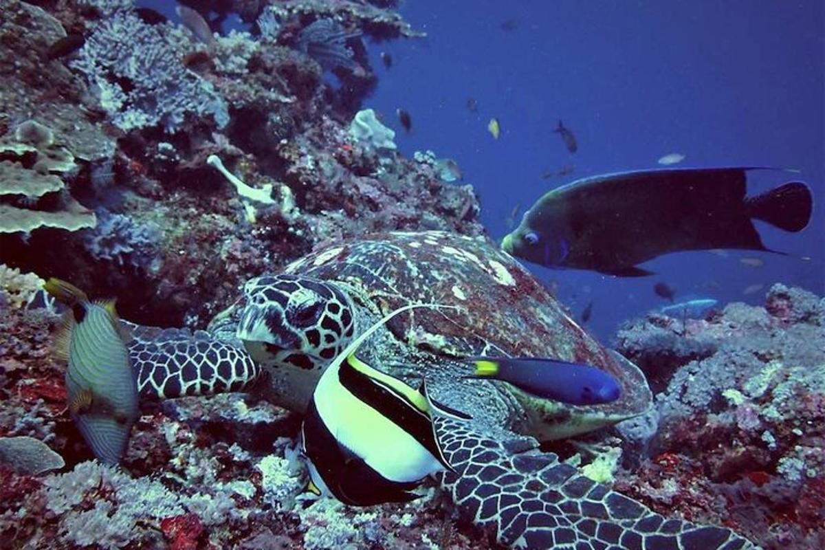 Lankytinos vietos ar pramogos nuotrauka numeris 7