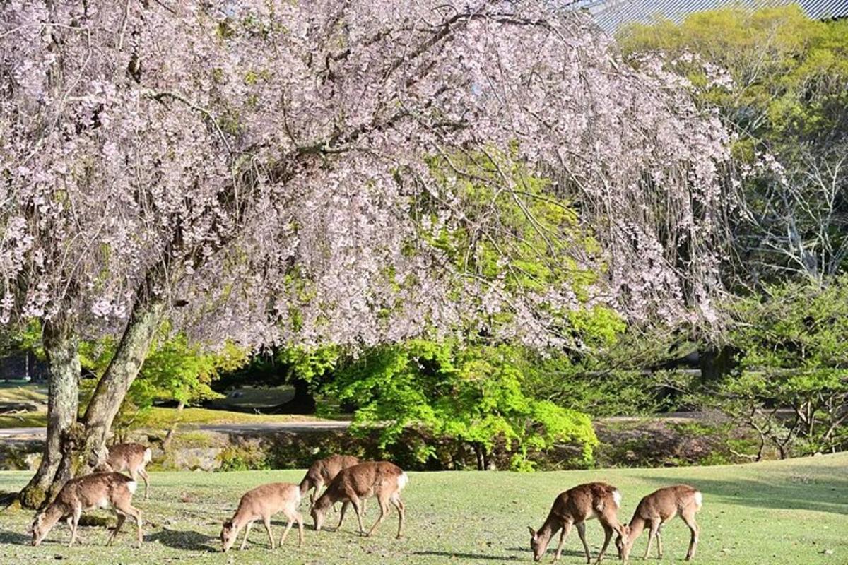 5 foto atraksi wisata