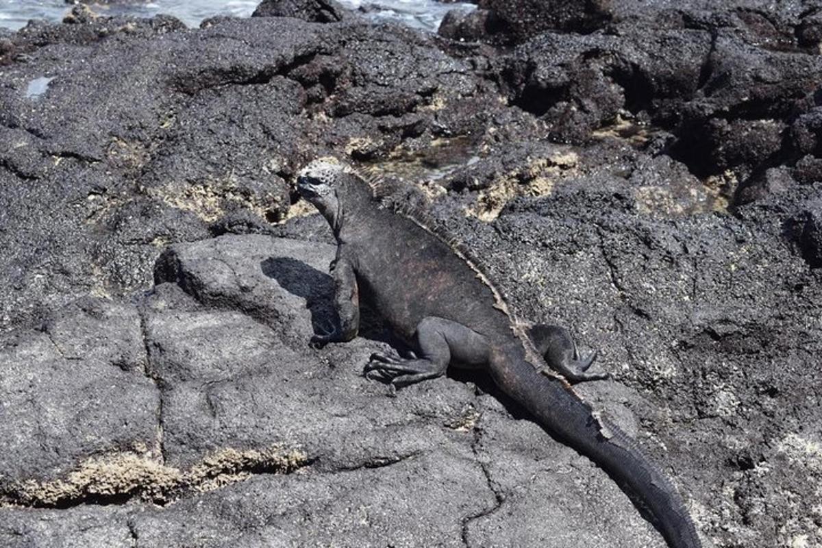 a lizard sitting on a rock near the water