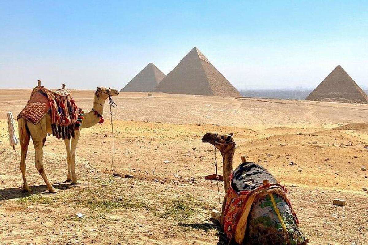 un camell dempeus al desert a prop de les piràmides