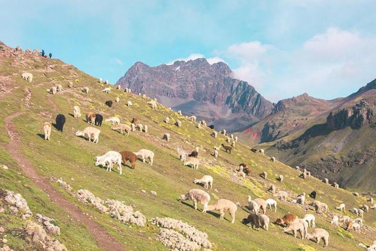 o turmă de animale care pasc pe un deal acoperit de iarbă