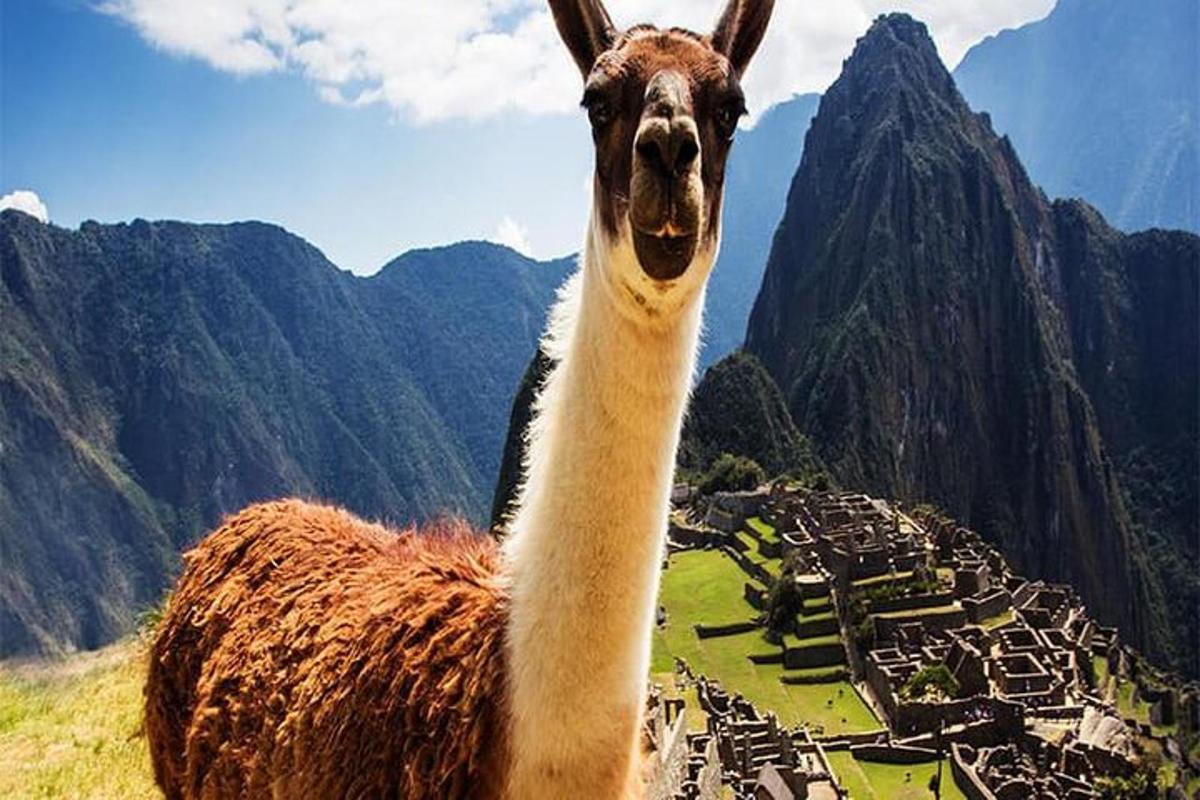 ein Lama, das auf einem Berggipfel steht