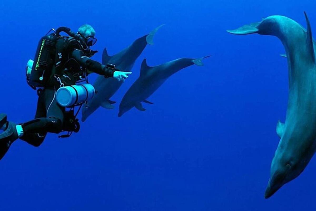 egy búvár és két delfin a vízben