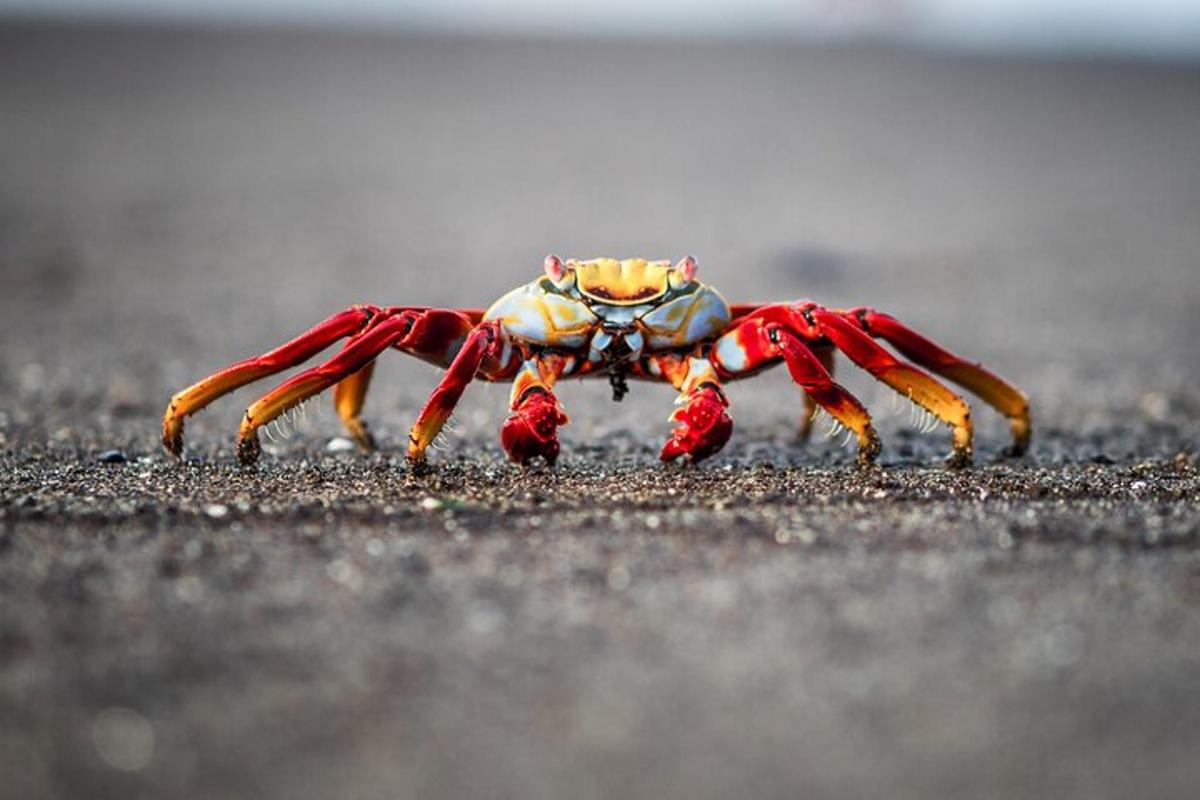 a couple of crabs standing on the ground