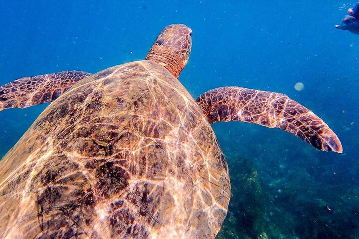 a green sea turtle swimming in the water