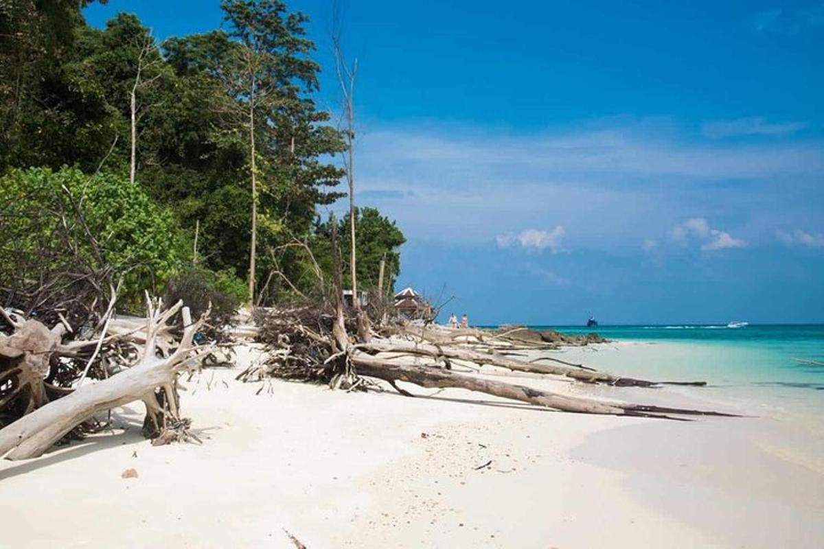 una pila di tronchi su una spiaggia vicino all'acqua