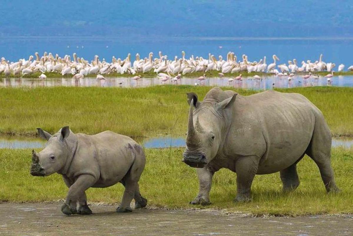 um casal de rinocerontes caminhando em um campo com pássaros