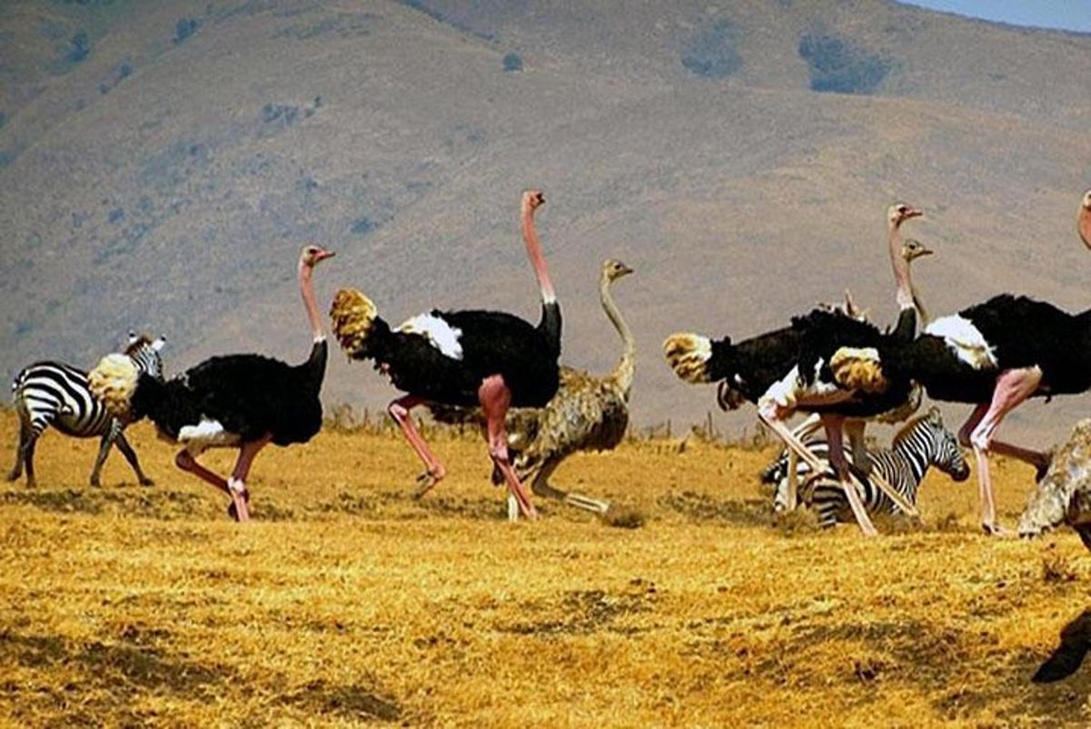 un gruppo di struzzi e una zebra in un campo