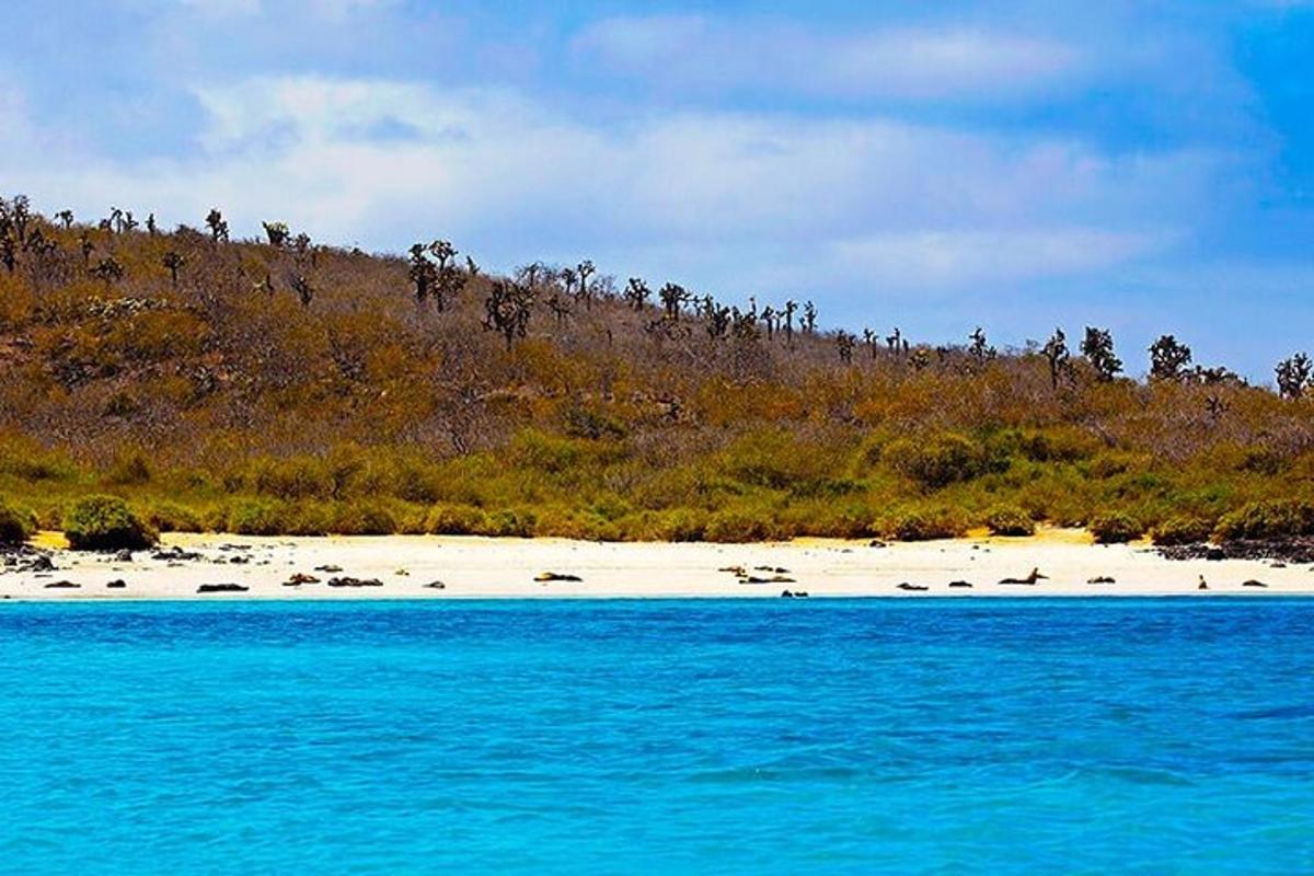 a beach with a bunch of animals on the beach