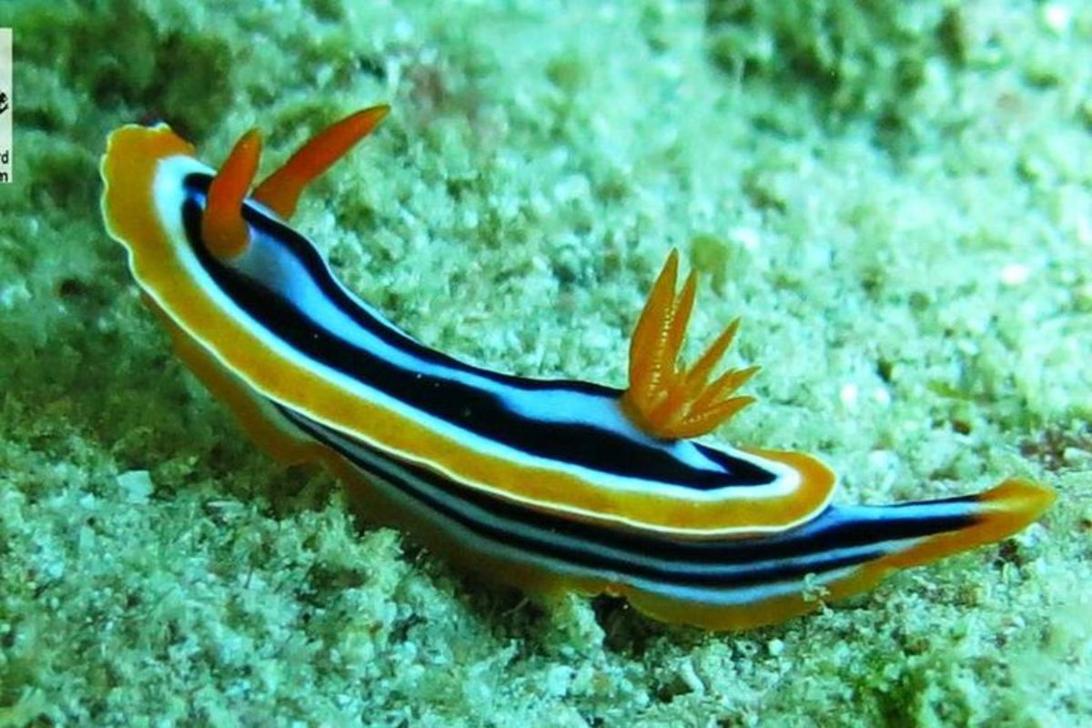 seekor ikan berwarna-warni sedang duduk di tanah