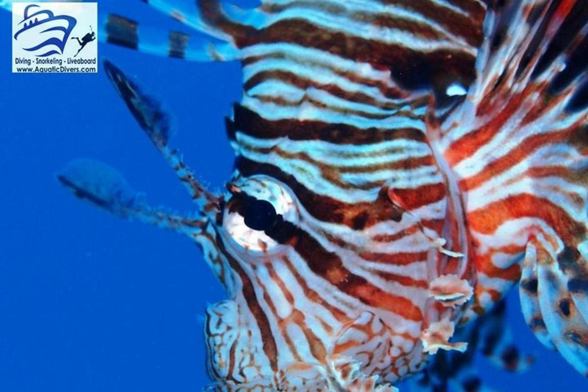 close up ikan badut di dalam air