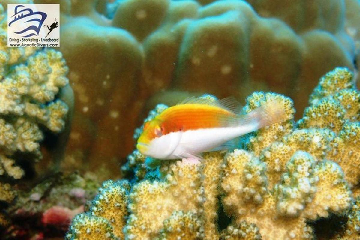 seekor ikan sedang berenang di lautan di atas terumbu karang