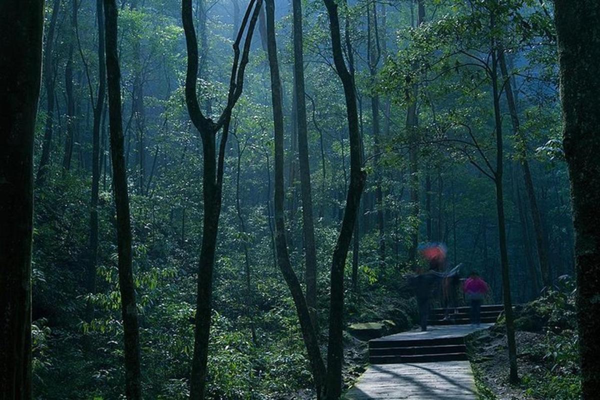 a person walking on a path in a forest