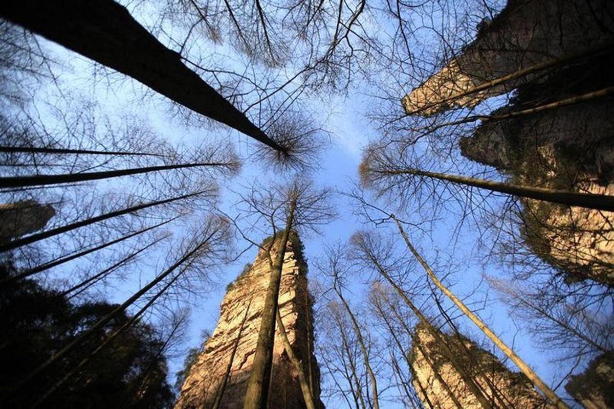 a view of the sky from the ground looking up at trees