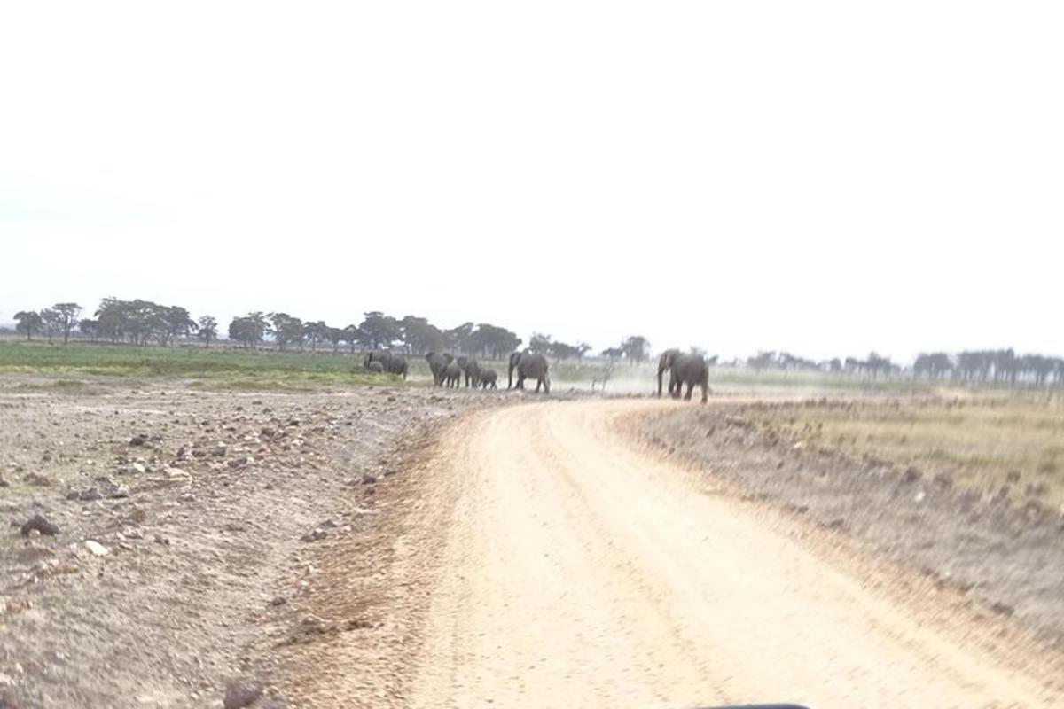 una mandria di elefanti che cammina lungo una strada sterrata