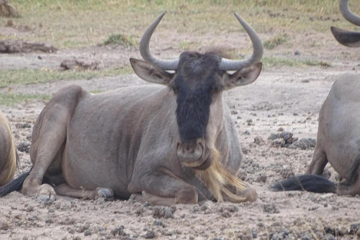 un toro con le corna sdraiato nella polvere