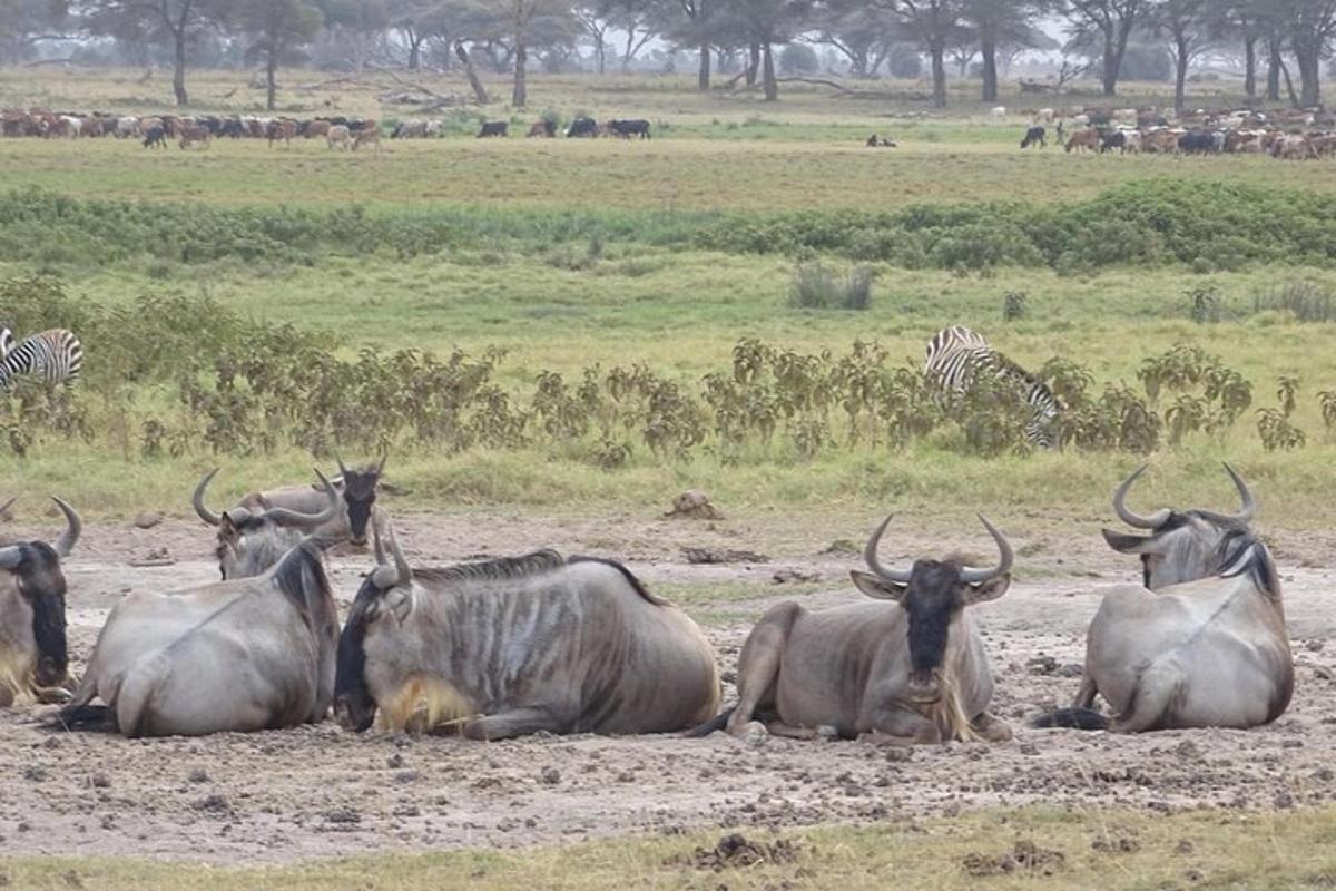 un gruppo di animali seduti in un campo con le zebre
