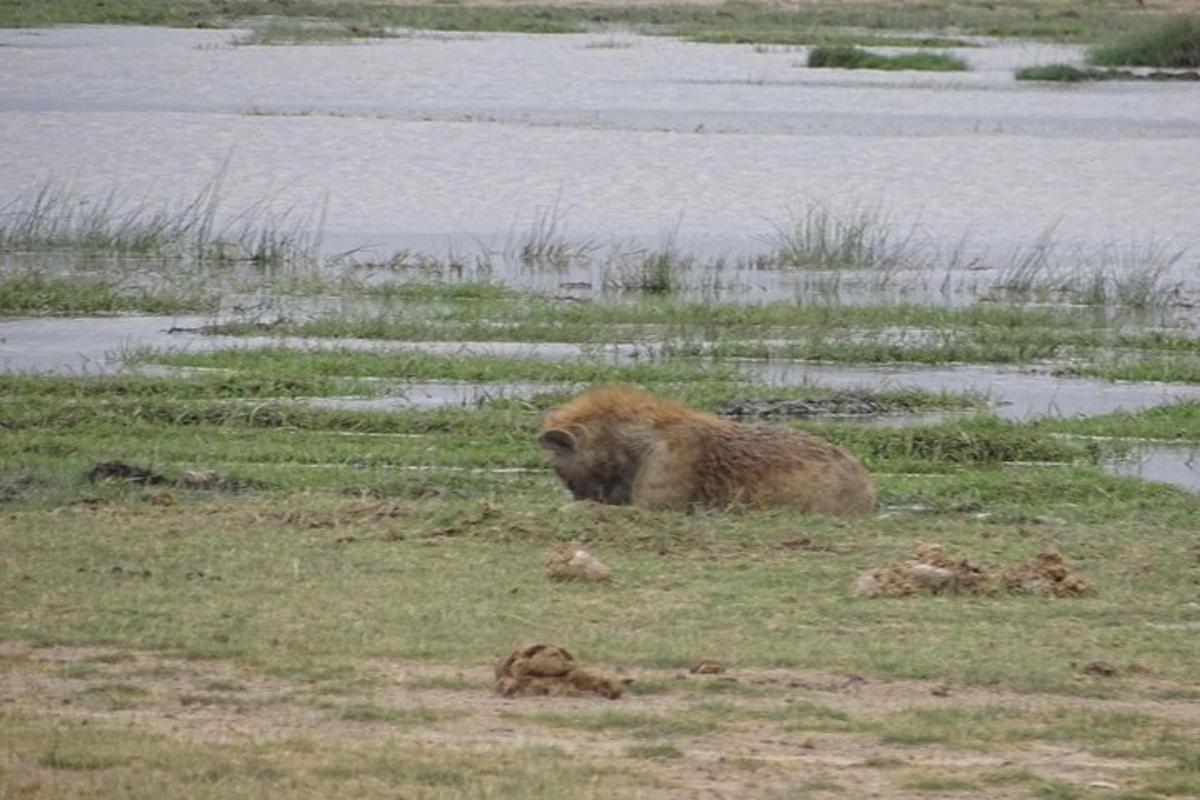 un orso bruno seduto sull'erba vicino all'acqua