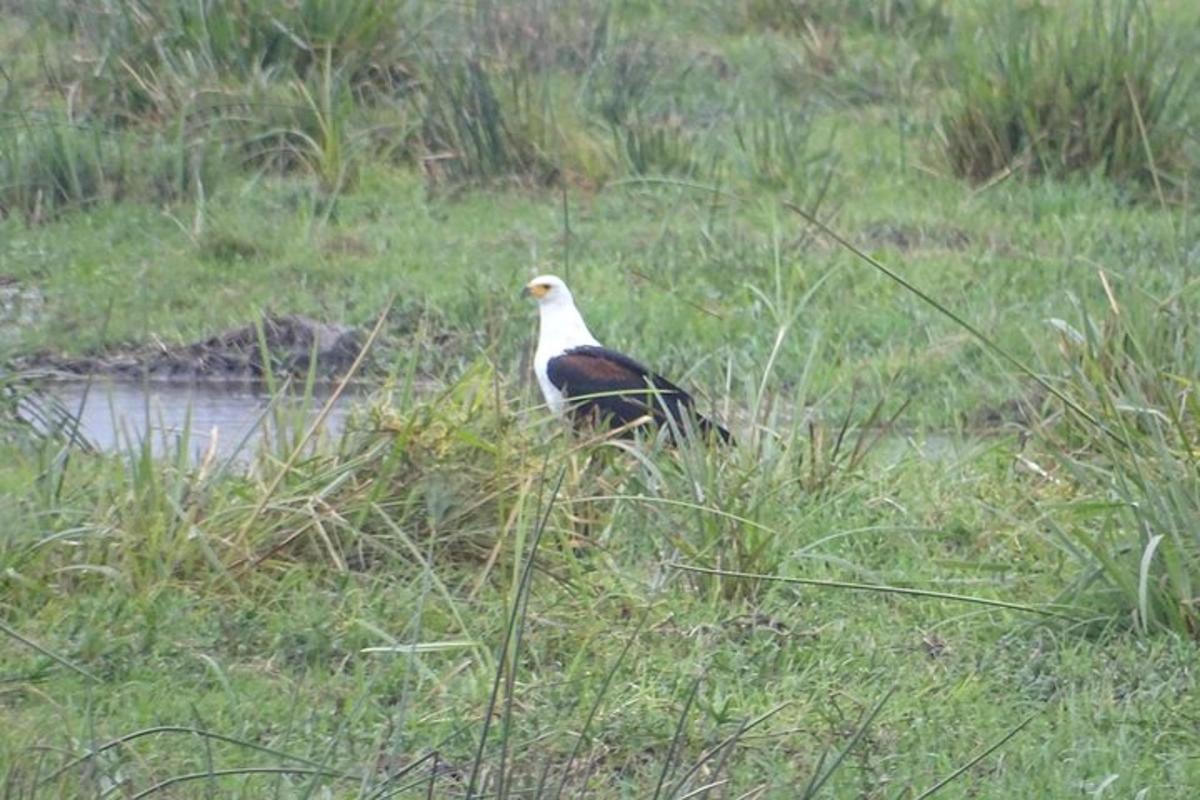 un uccello in piedi nell'erba accanto a uno specchio d'acqua