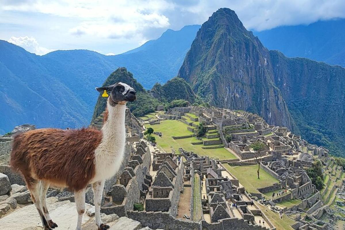 lama stojící na okraji hory