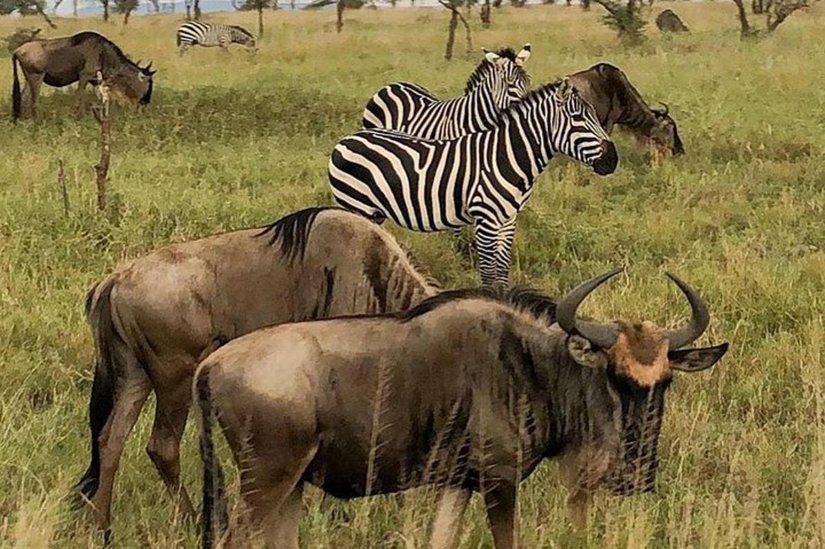 dues zebres i altres animals en un camp