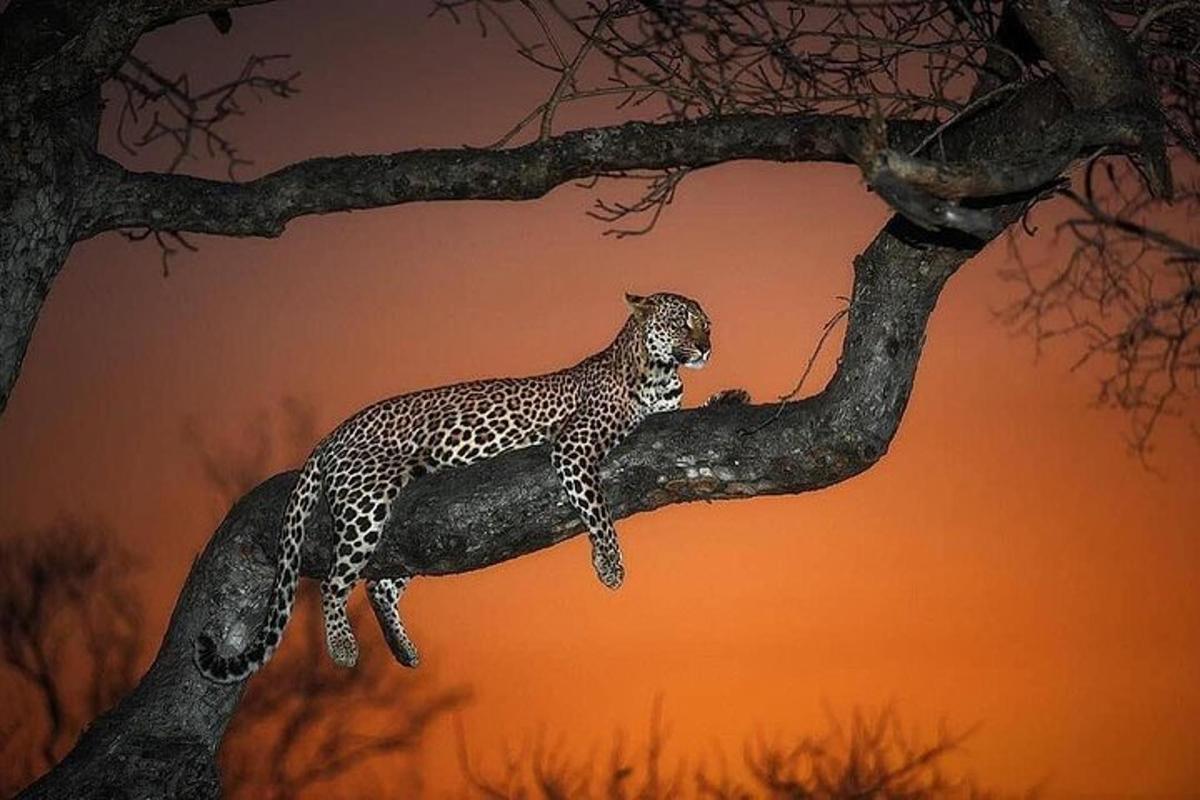 un lleopard està assegut en una branca d'arbre