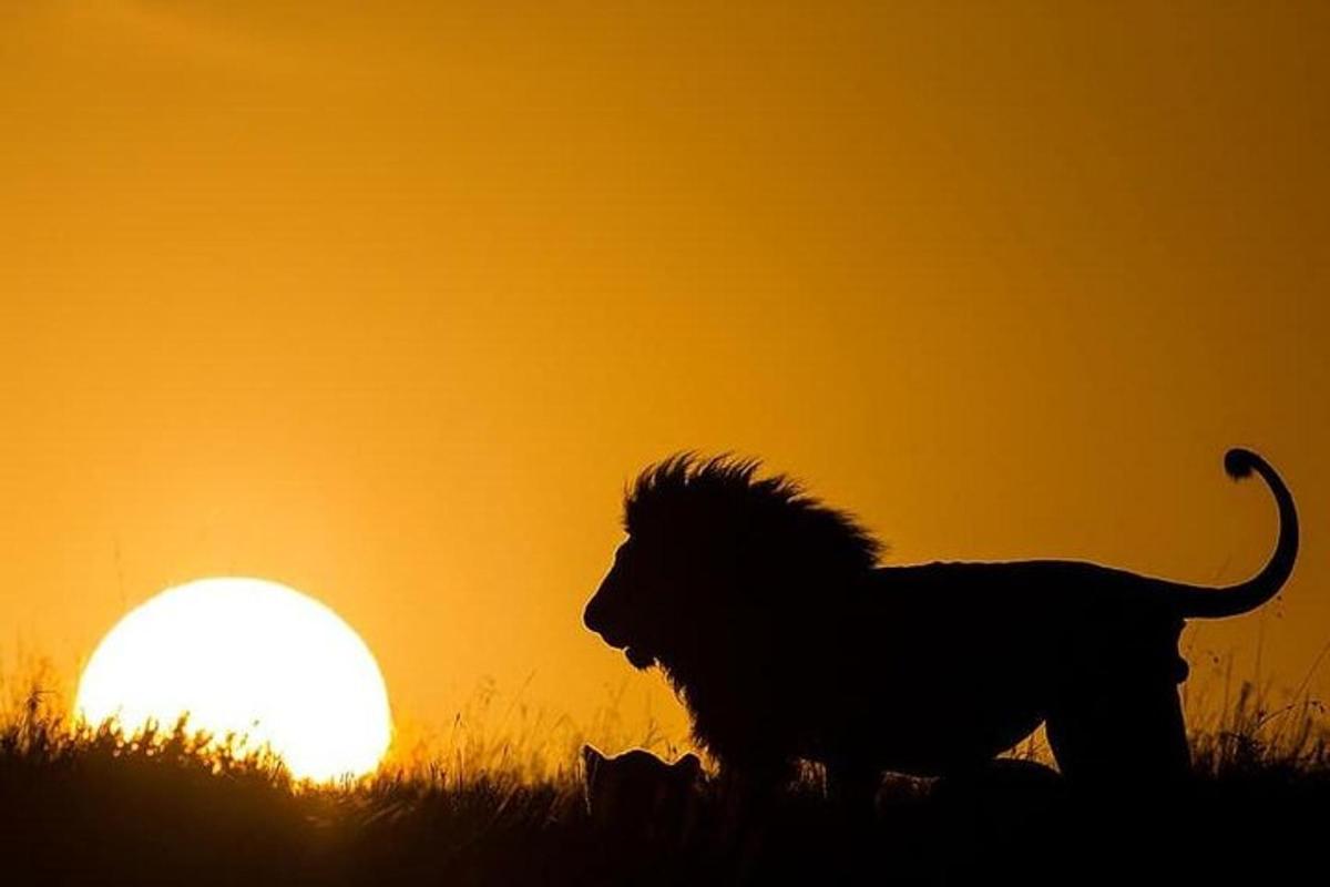 una silueta d'un lleó i un gat a la posta de sol