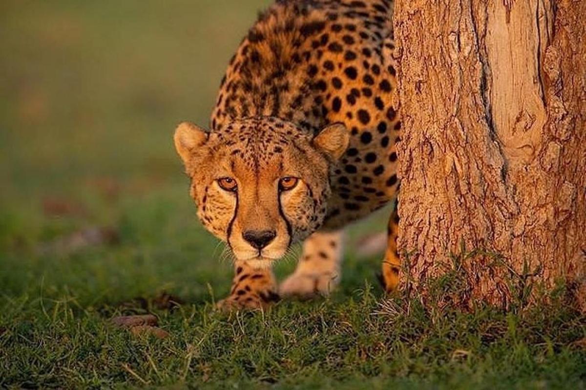 un lleopard dempeus al costat d'un arbre a l'herba
