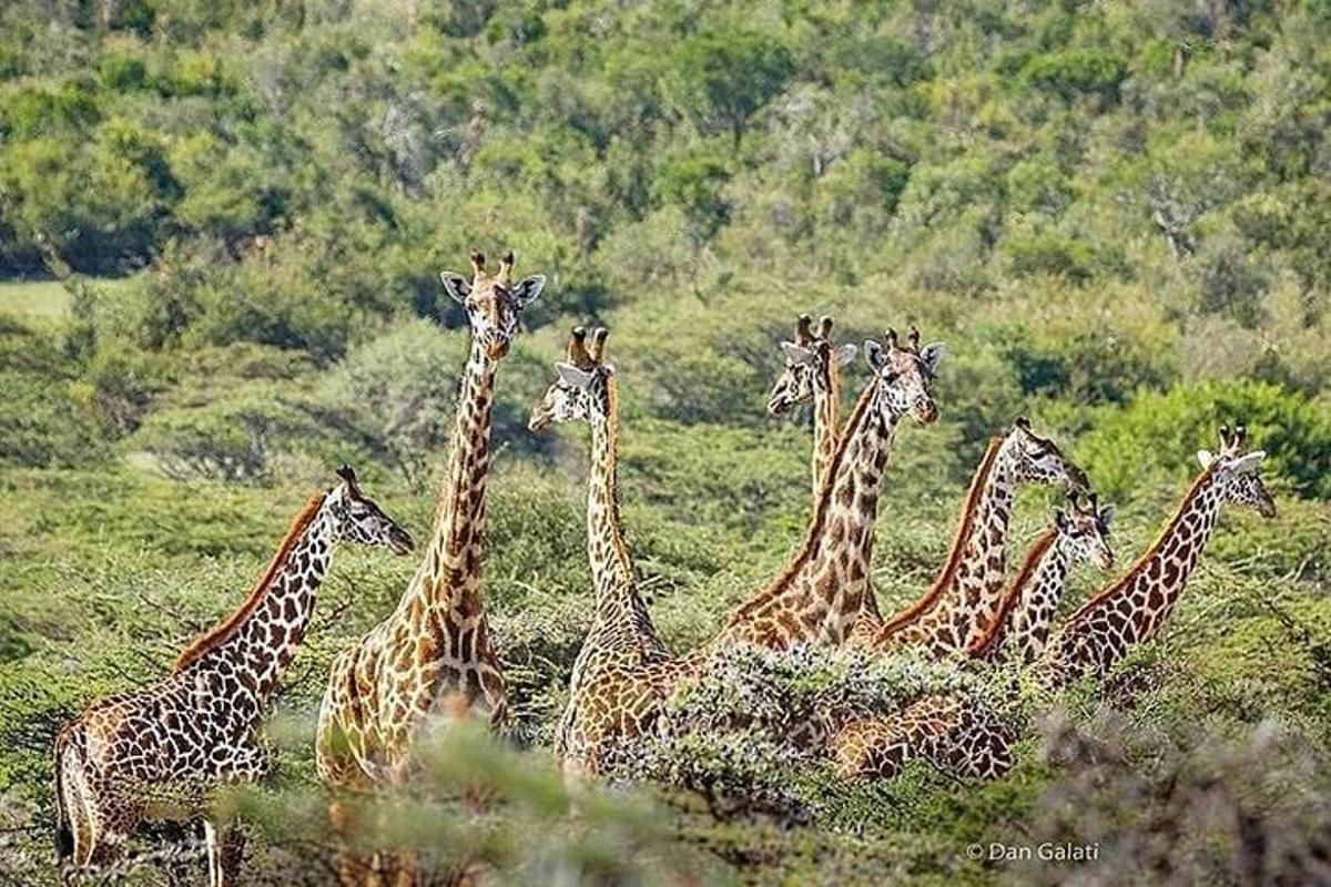 un ramat de girafes dempeus en un camp
