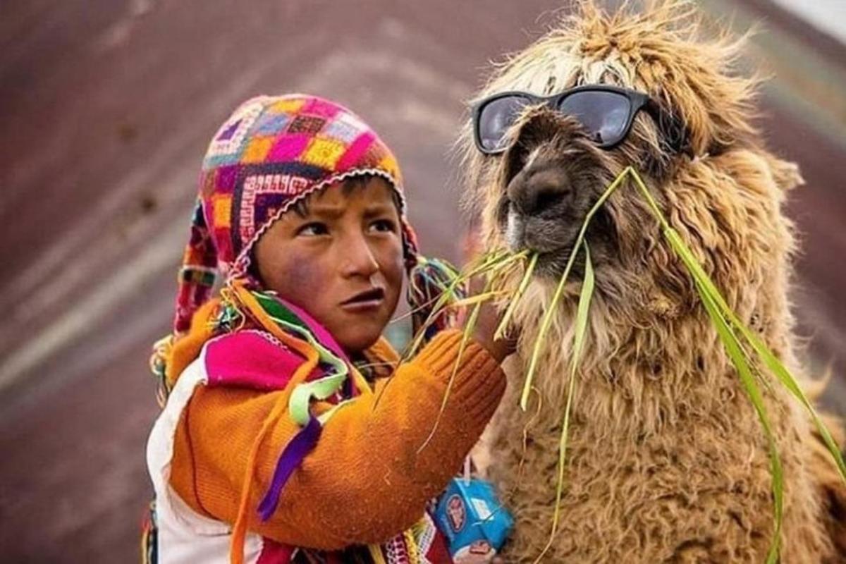 küçük bir çocuk bir lamanın yanında duruyor