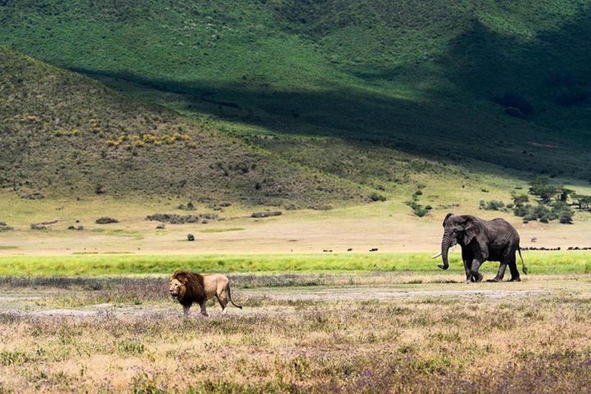 an elephant and a lion walking in a field