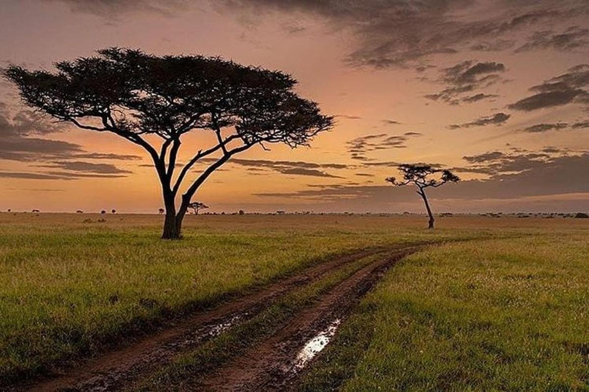 due alberi in un campo con una strada sterrata
