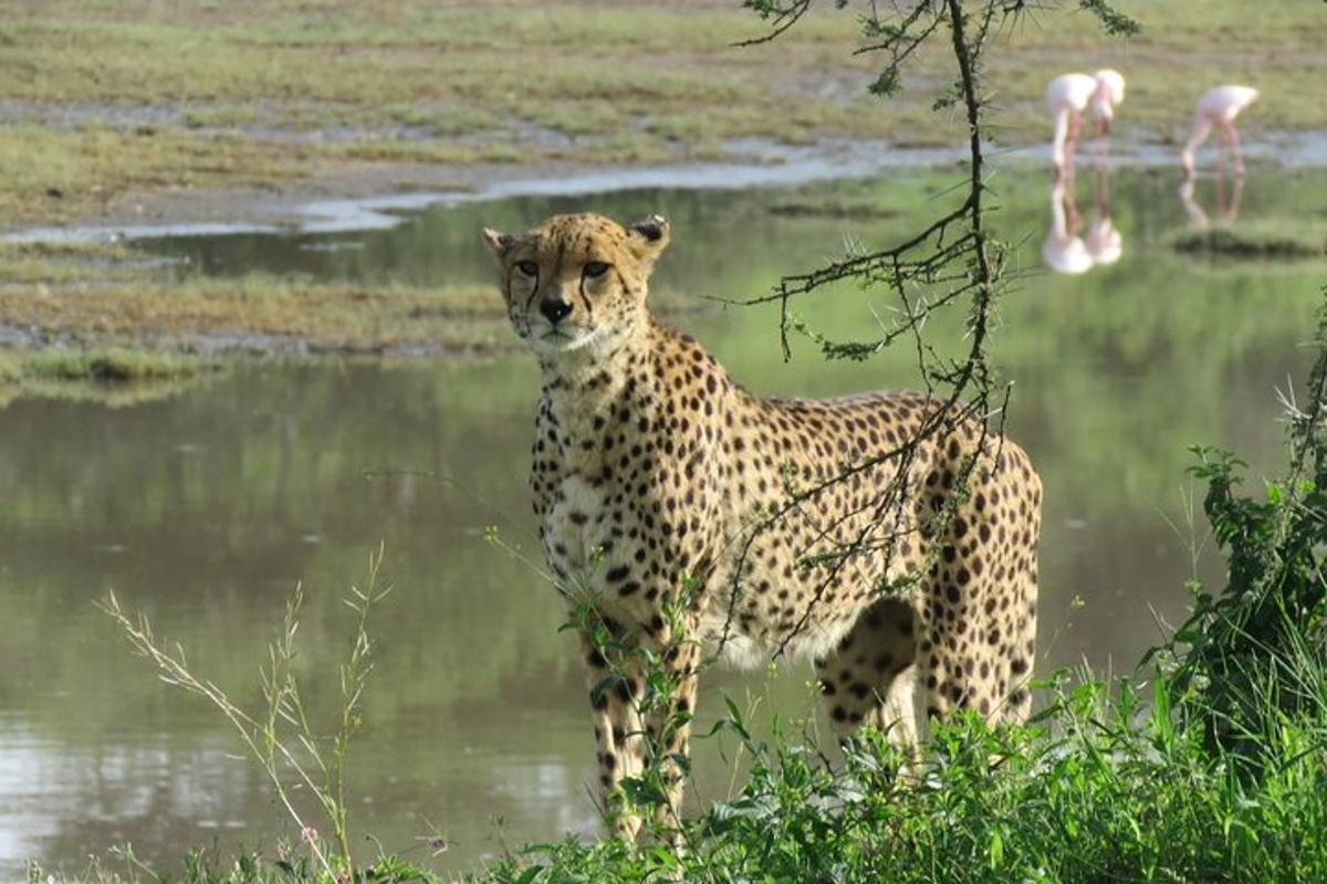 cheetah berdiri di hadapan badan air