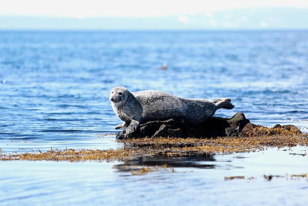 una foca estirada sobre una roca a l'aigua