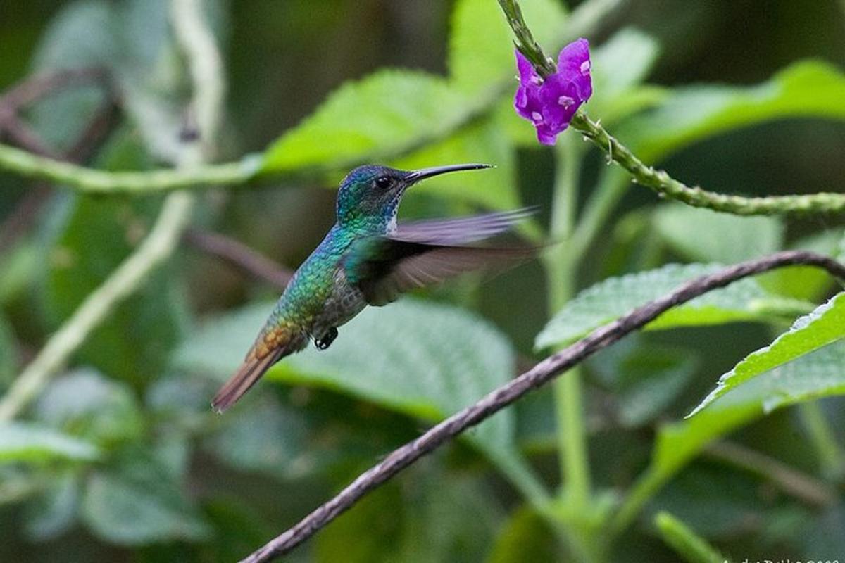 Un colibrí está posado en una flor morada.