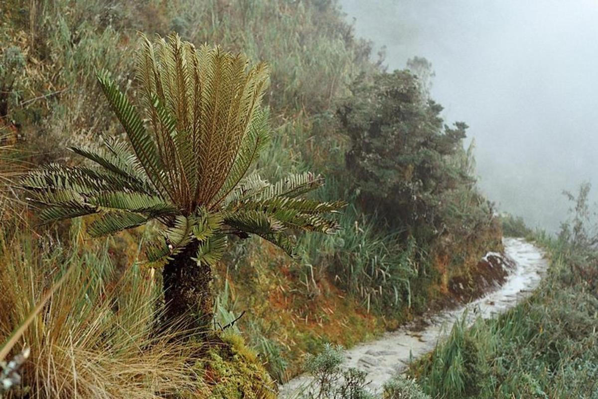 een palmboom op de zijkant van een berg