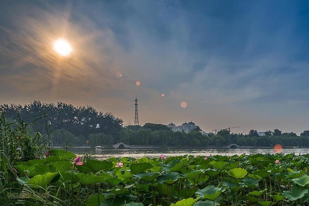 a field of plants with the sun in the sky
