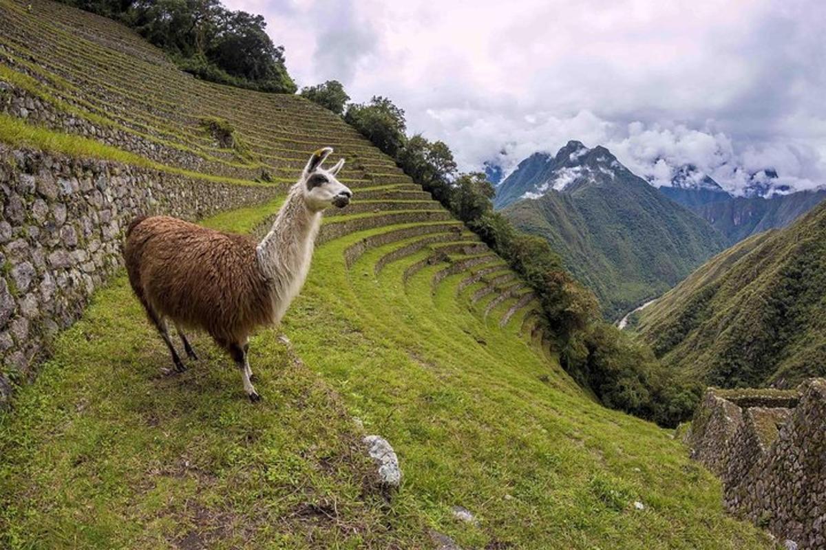 una llama parada en la ladera de una colina