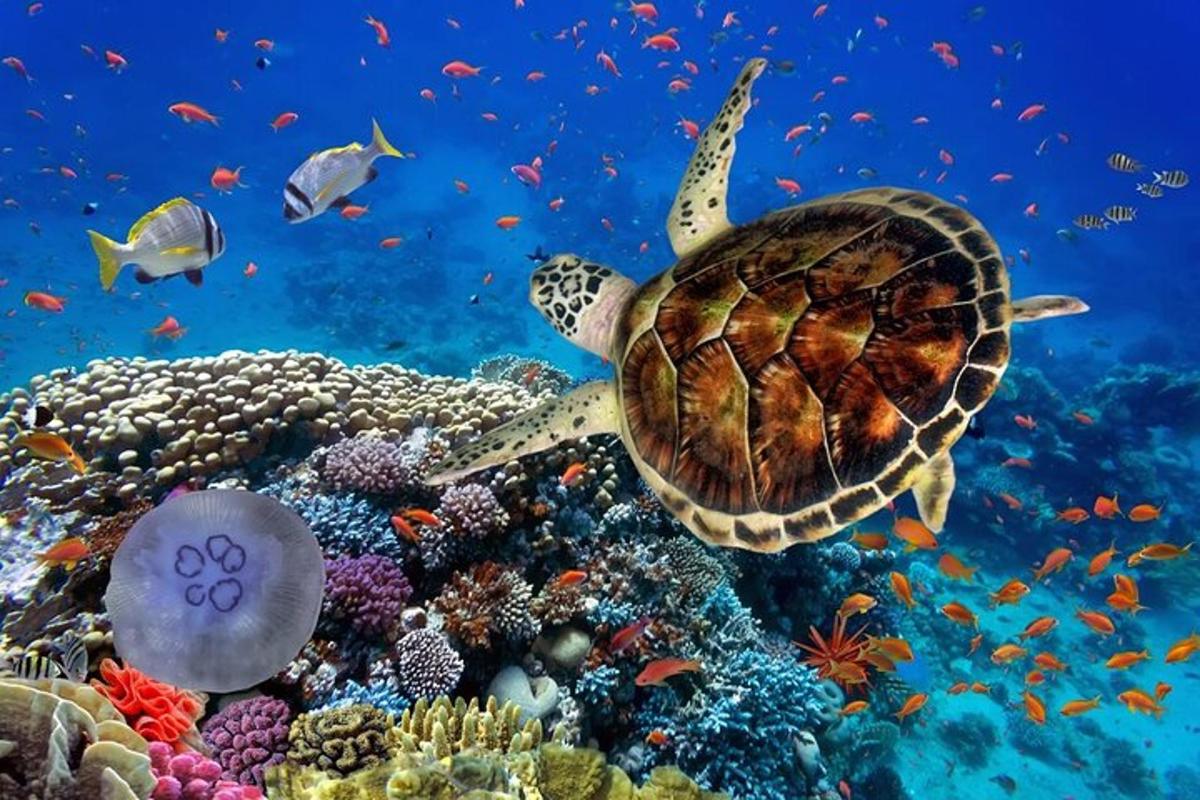 một con rùa biển đang bơi qua một rạn san hô