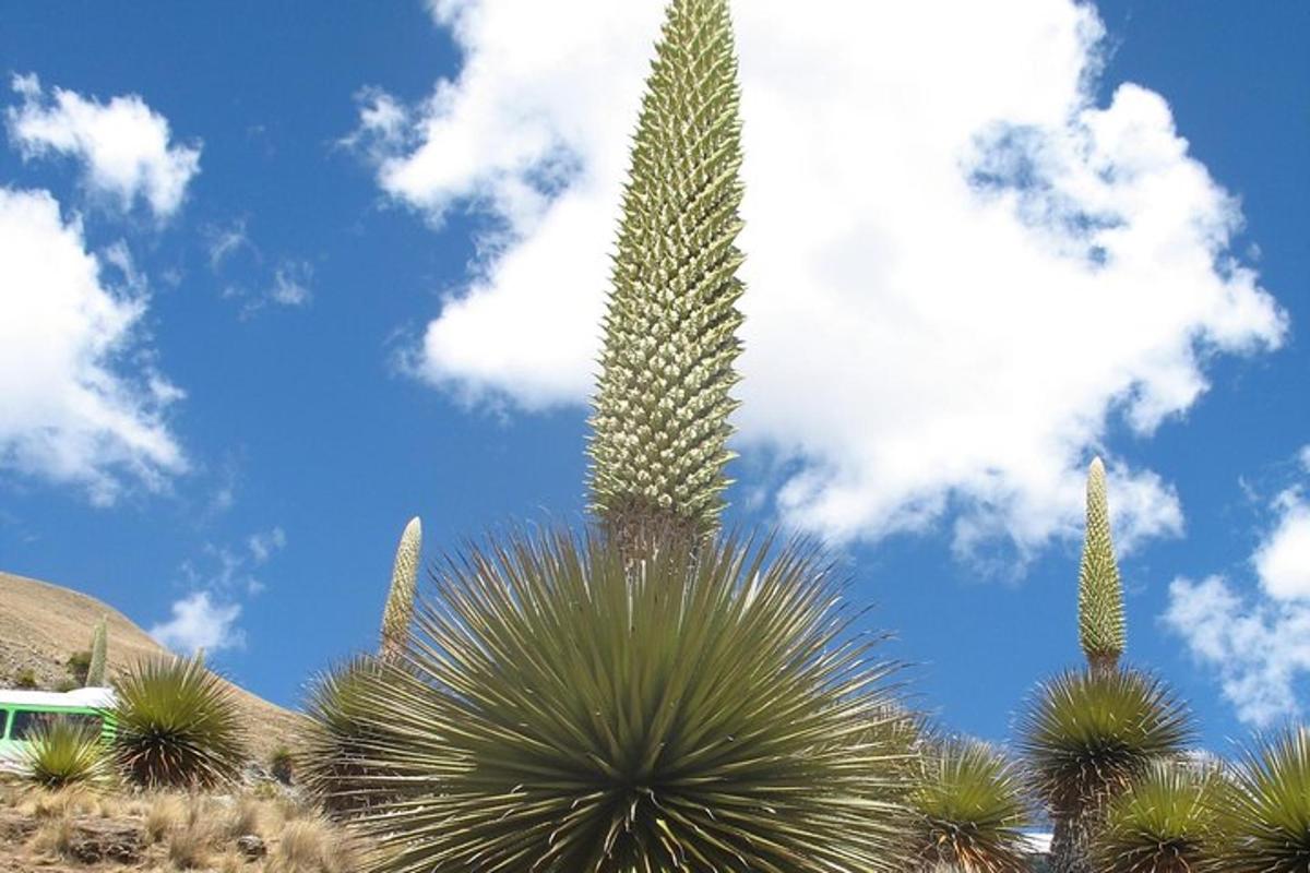 Una gran planta verde frente a un cielo azul.