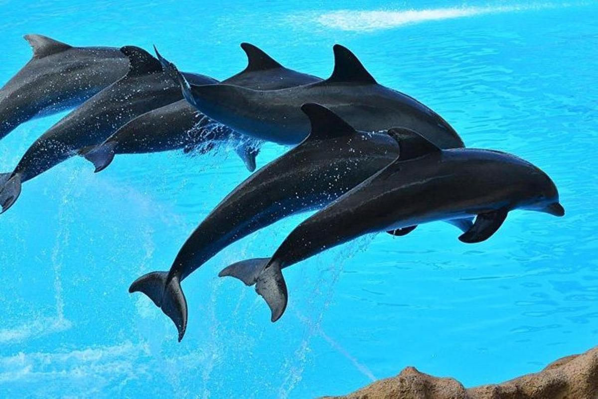 a group of dolphins swimming in the water