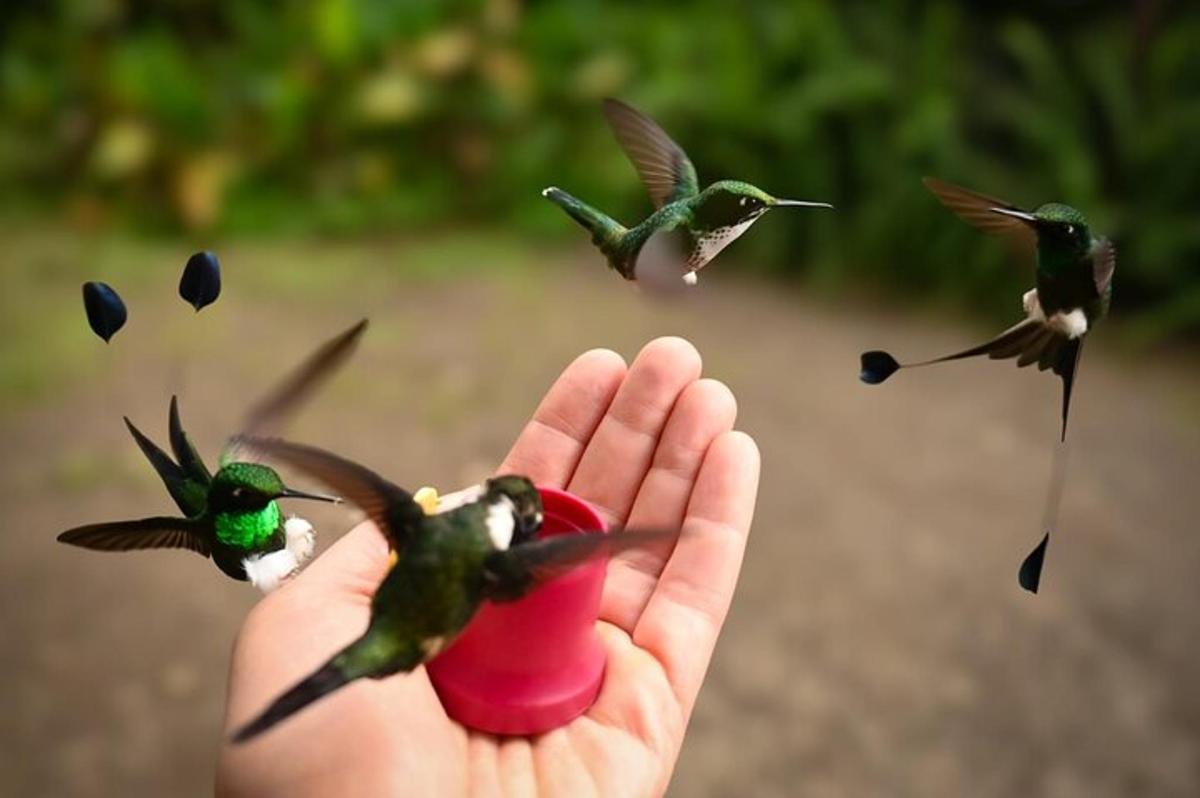 a hand holding a bird feeder with birds flying around it