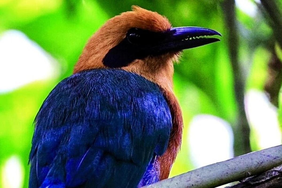 a blue bird sitting on a tree branch